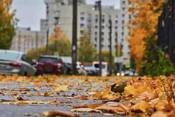 A carpet of fallen colored leaves on the grass next to the asphalt