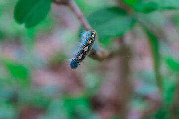 Caterpillar