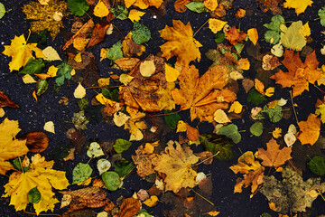 yellow leaves on wet asphalt top view