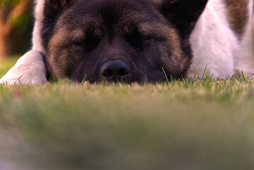 Beautiful american akita portrait !!