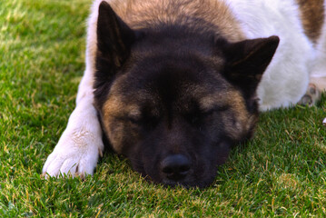 Beautiful american akita portrait !!