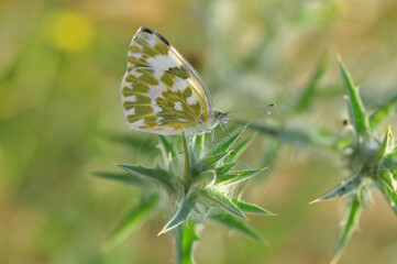Closeup beautiful butterfly sitting on the flower.