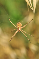  Beautiful spider on a spider web 