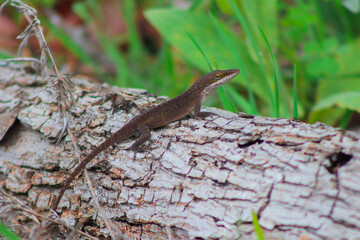 lizard on a branch 