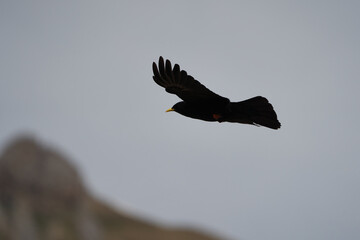 Alpine chough yellow billed Pyrrhocorax graculus crow Pyrrhocorax switzerland mountain flight