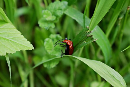 Female of Stictoleptura rubra. Brown bug on grass. Stictoleptura rubra in nature