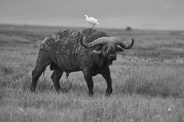 Foto op Canvas African Water buffalo Serengeti - Syncerus caffer Big Five Safari © rocchas75