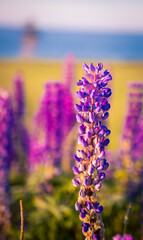 Fototapeta premium colorful lupines in Prince Edward Island