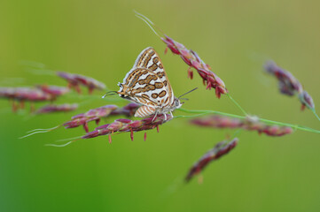 Fototapeta na wymiar Closeup beautiful butterfly sitting on the flower.