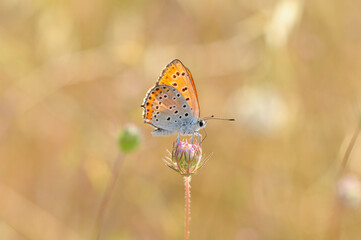 Closeup beautiful butterfly sitting on the flower.