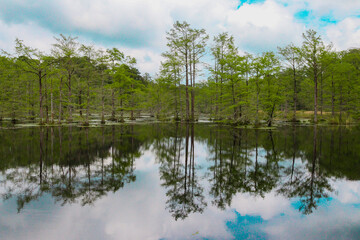 Fototapeta na wymiar Cypress Tree Pond
