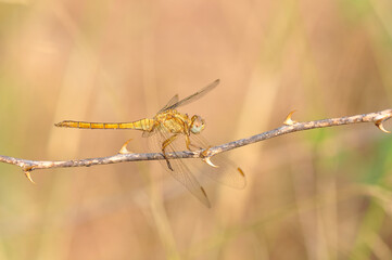Macro shots, Beautiful nature scene dragonfly.   