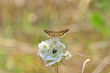 Macro Photography of Yellow Moth on Twig of Plant.