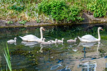 Swan familie with cygnets going for a swim