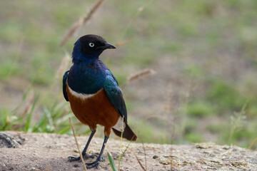 Naklejka premium Superb starling Lamprotornis superbus formerly known as Spreo superbus Kenya Tanzania