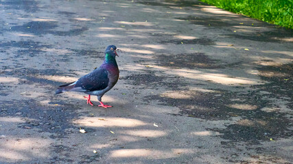 street pigeon goes on the asphalt color