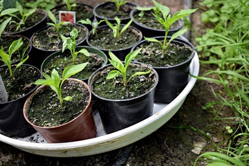 Preparing pepper seedlings to gwor in greenhouse