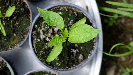 Pepper flat-lay photo
