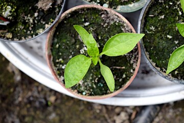 Little pepper leaves