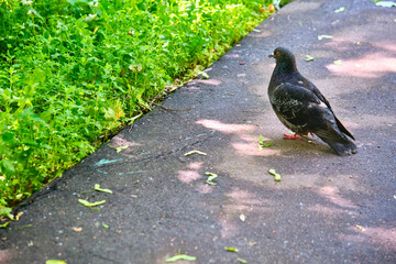 street pigeon goes on the asphalt color