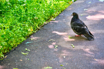 street pigeon goes on the asphalt color