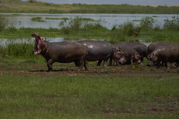 Hippo Hippopotamus amphibious Africa Safari Portrait Water mouth wide open