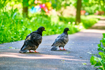 two street pigeon goes on the asphalt color