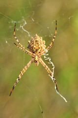  Beautiful spider on a spider web 