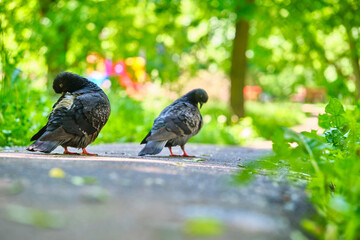 two street pigeon goes on the asphalt color