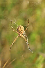  Beautiful spider on a spider web 