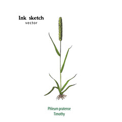 Hand drawn illustration of Timothy grass, Phleum pratense, ink sketch.
