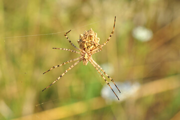  Beautiful spider on a spider web 