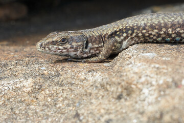 common wall lizard podarcis muralis Reptile Close up Portrait Clear