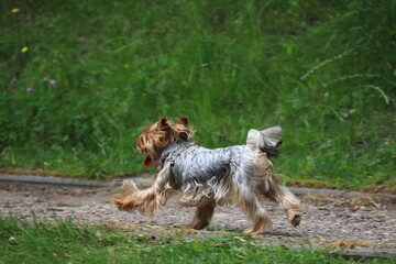 a small purebred running dog in the park