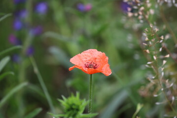 red poppy in the field, natural background, macro,Poland