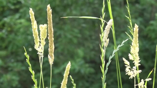 Wiese im Juni mit hohem Gras, B&uuml;sche und B&auml;ume im Hintergrund, leichter Wind, und sanfter Sonnenschein, Deutschland, freundlich, romantisch, beruhigend 