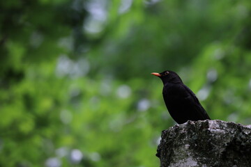 blackbird on a tree