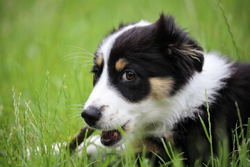 border collie puppy, dog portrait,Poland