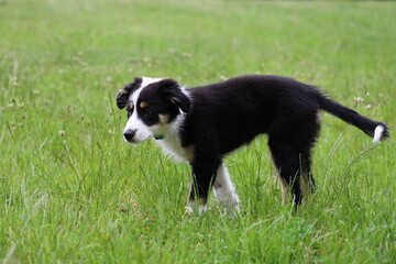 border collie dog