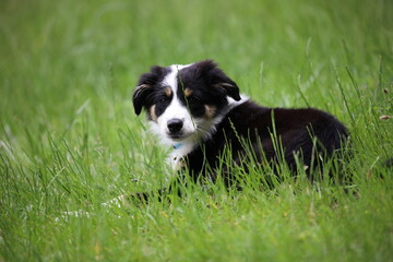 Naklejka na ściany i meble border collie dog, dog on the grass 