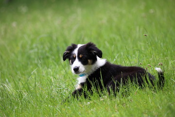 border collie puppy