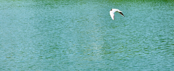 White seagull flies over water color nature