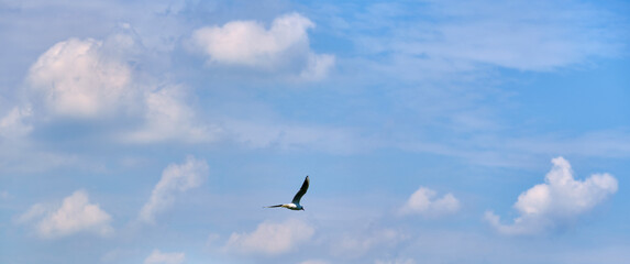 Obraz premium white seagull flies in the air against the blue sky color