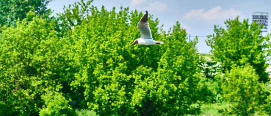 seagulls flying on tree background and blue sky over