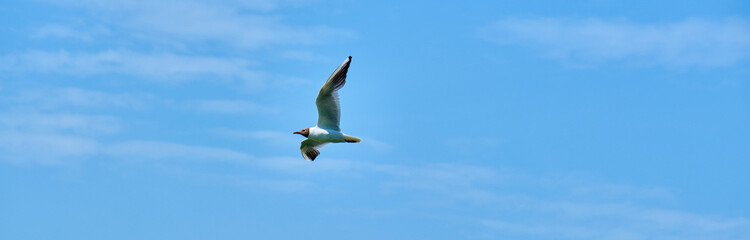 white seagull flies in the air against the blue sky color