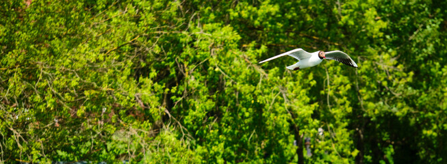 seagulls flying on tree background and blue sky over