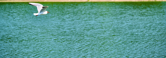 White seagull flies over water color nature