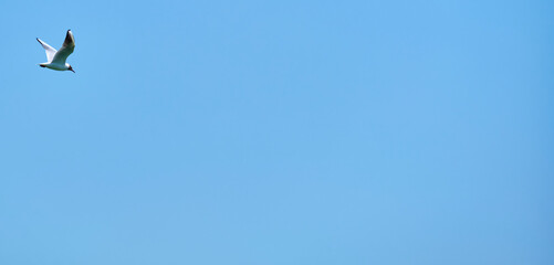 white seagull flies in the air against the blue sky color