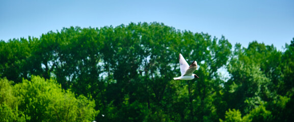 seagulls flying on tree background and blue sky over
