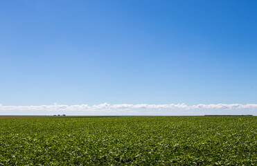 Plantação de feijão sob o céu azul.